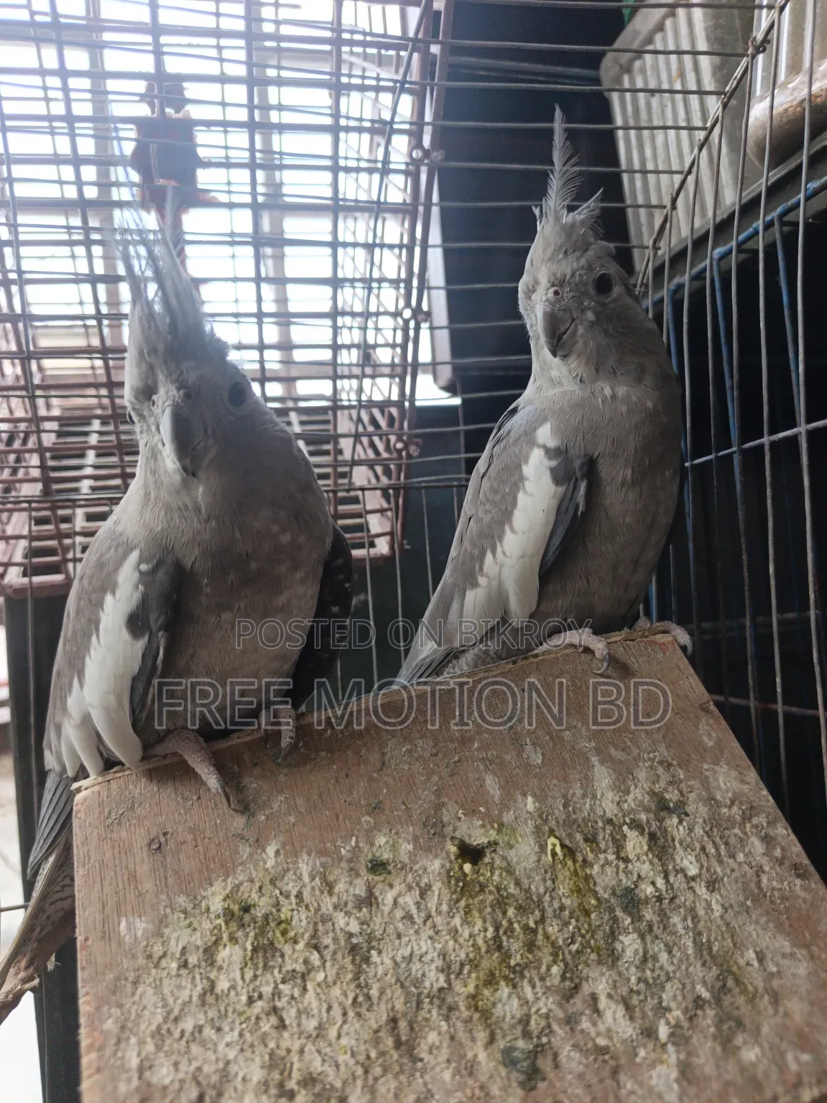 ২ টি মেয়ে ককাটেল পাখি বিক্রি করা হবে