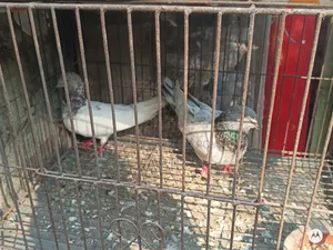গিয়ে বাস কবুতর