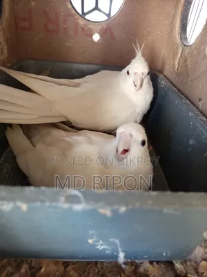 আলবিনো ককাটেল জমা ডিম সহ লোকেশন খিলগাঁও রেলগেট