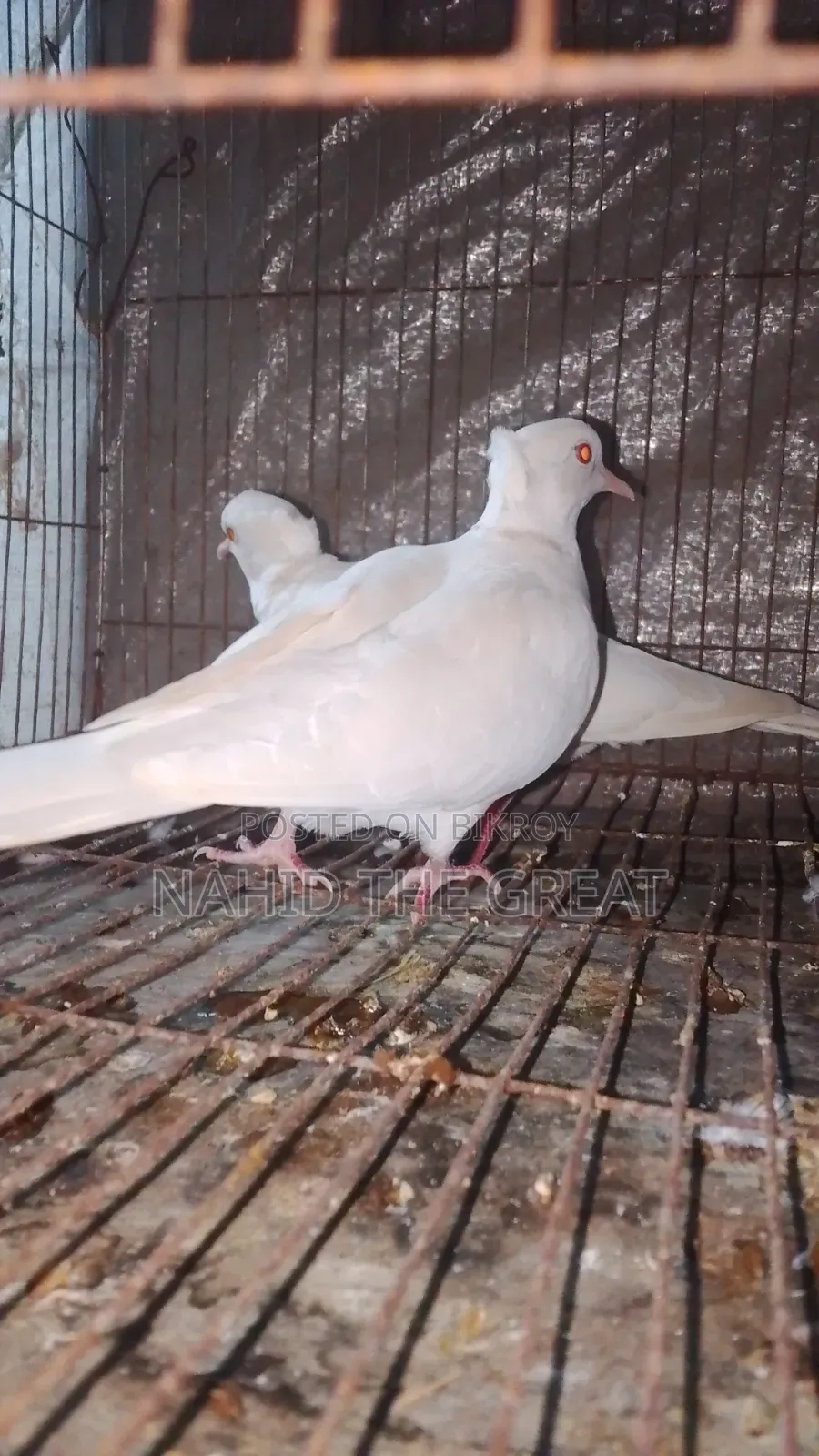 তোরা রানিং অ্যালভিনো চুইঠাল ঘুঘু।