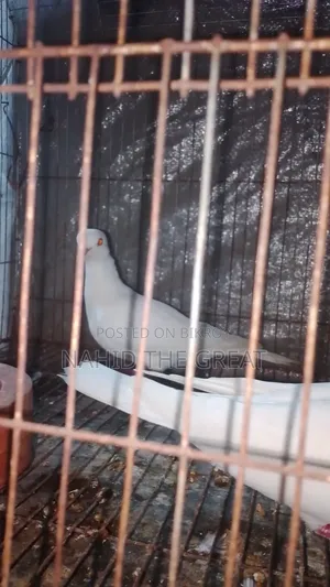 তোরা রানিং অ্যালভিনো চুইঠাল ঘুঘু।
