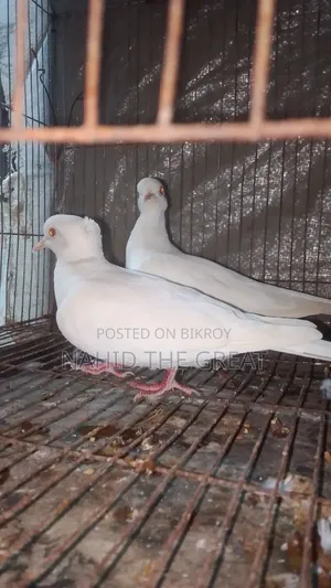 তোরা রানিং অ্যালভিনো চুইঠাল ঘুঘু।