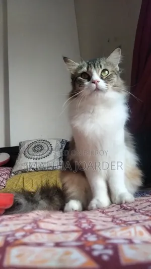 1+ year Female Mixed Breed Persian