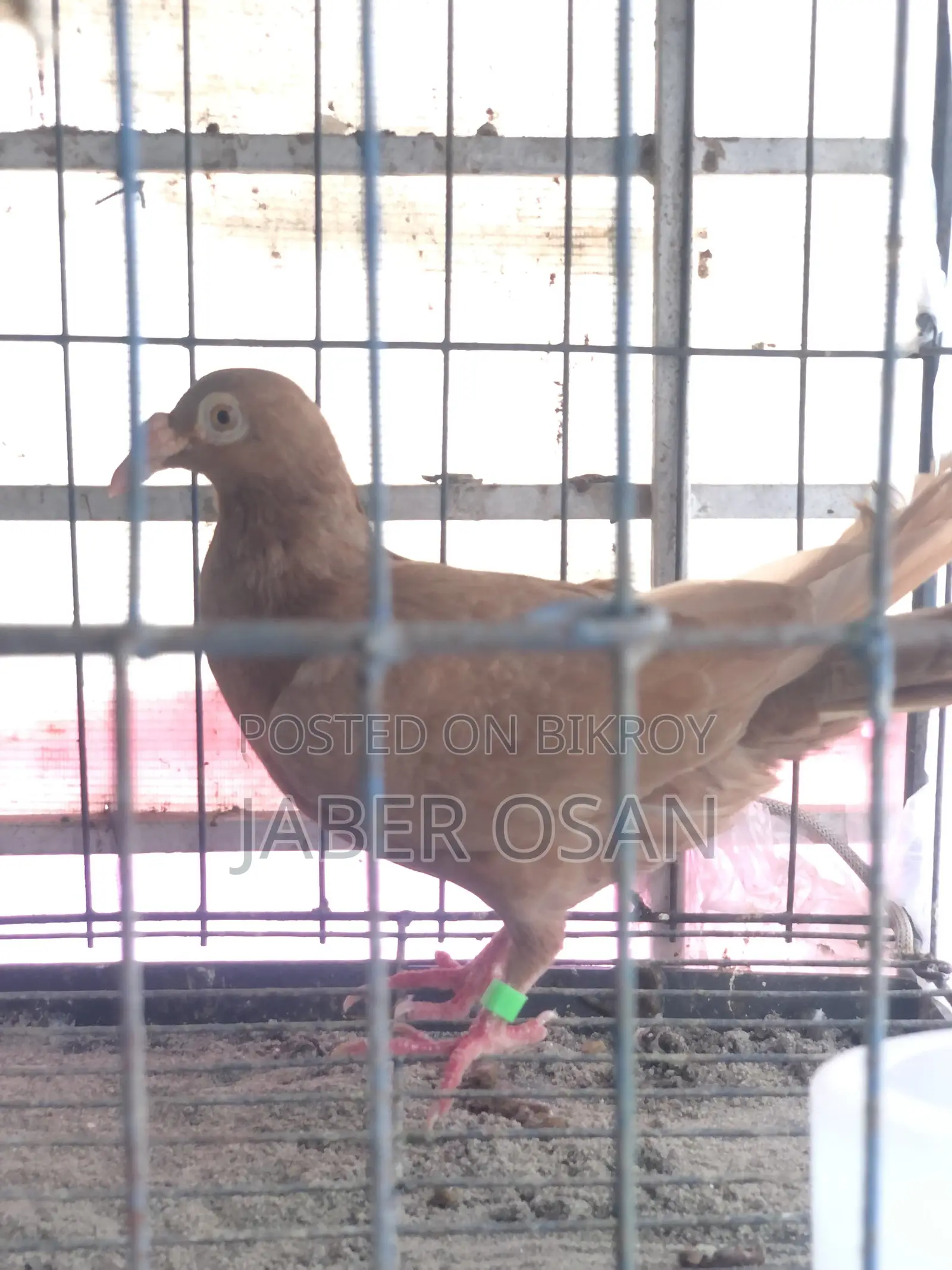 রানিং হোমা মাদি