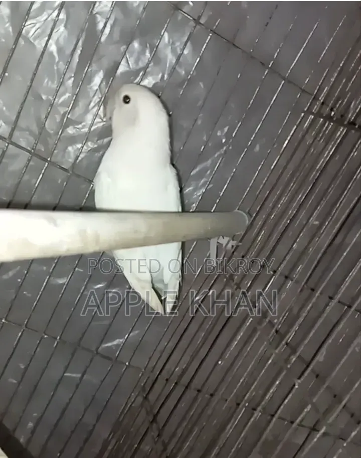 Split Eye Love Bird