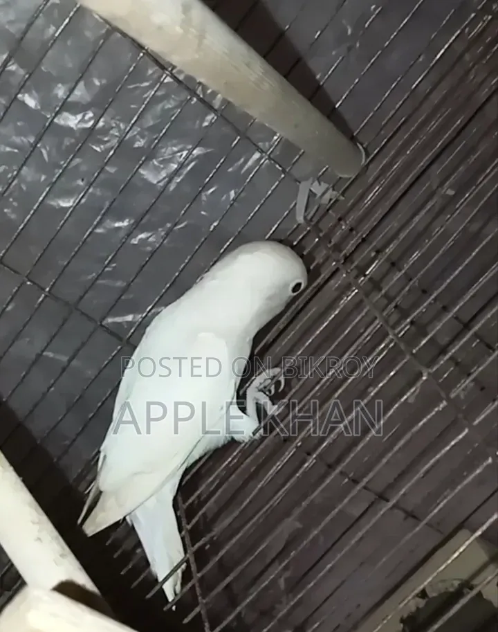 Split Eye Love Bird