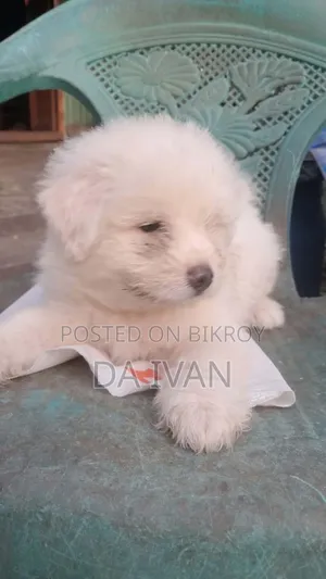 1-3 months Male Purebred Lhasa Apso