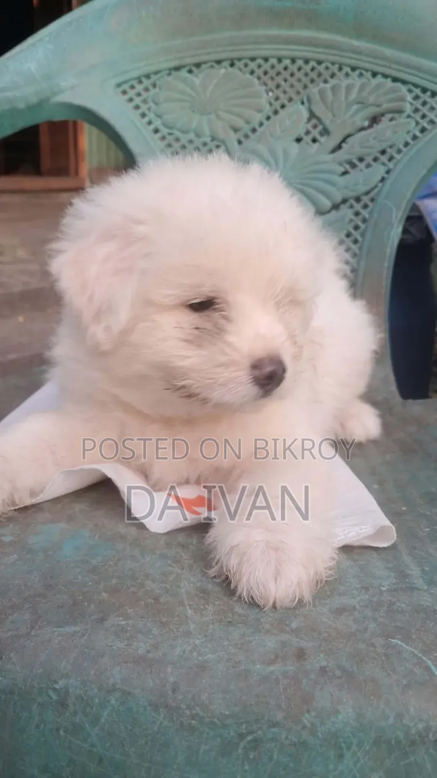 1-3 months Male Purebred Lhasa Apso