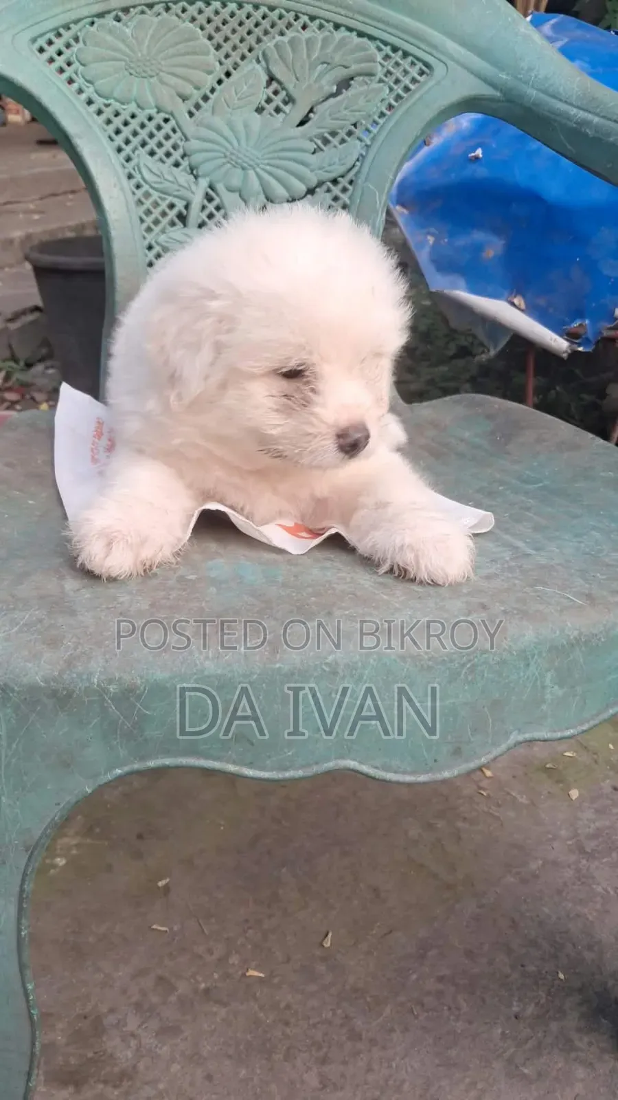 1-3 months Male Purebred Lhasa Apso