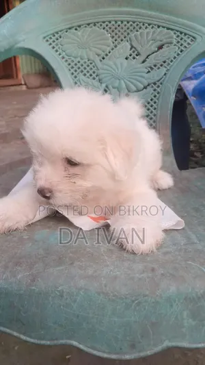 1-3 months Male Purebred Lhasa Apso
