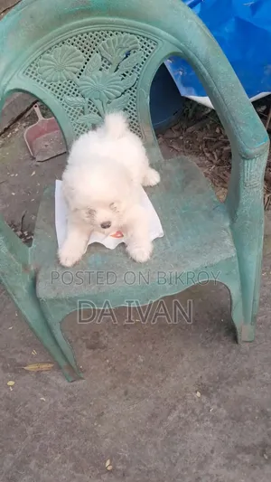1-3 months Male Purebred Lhasa Apso