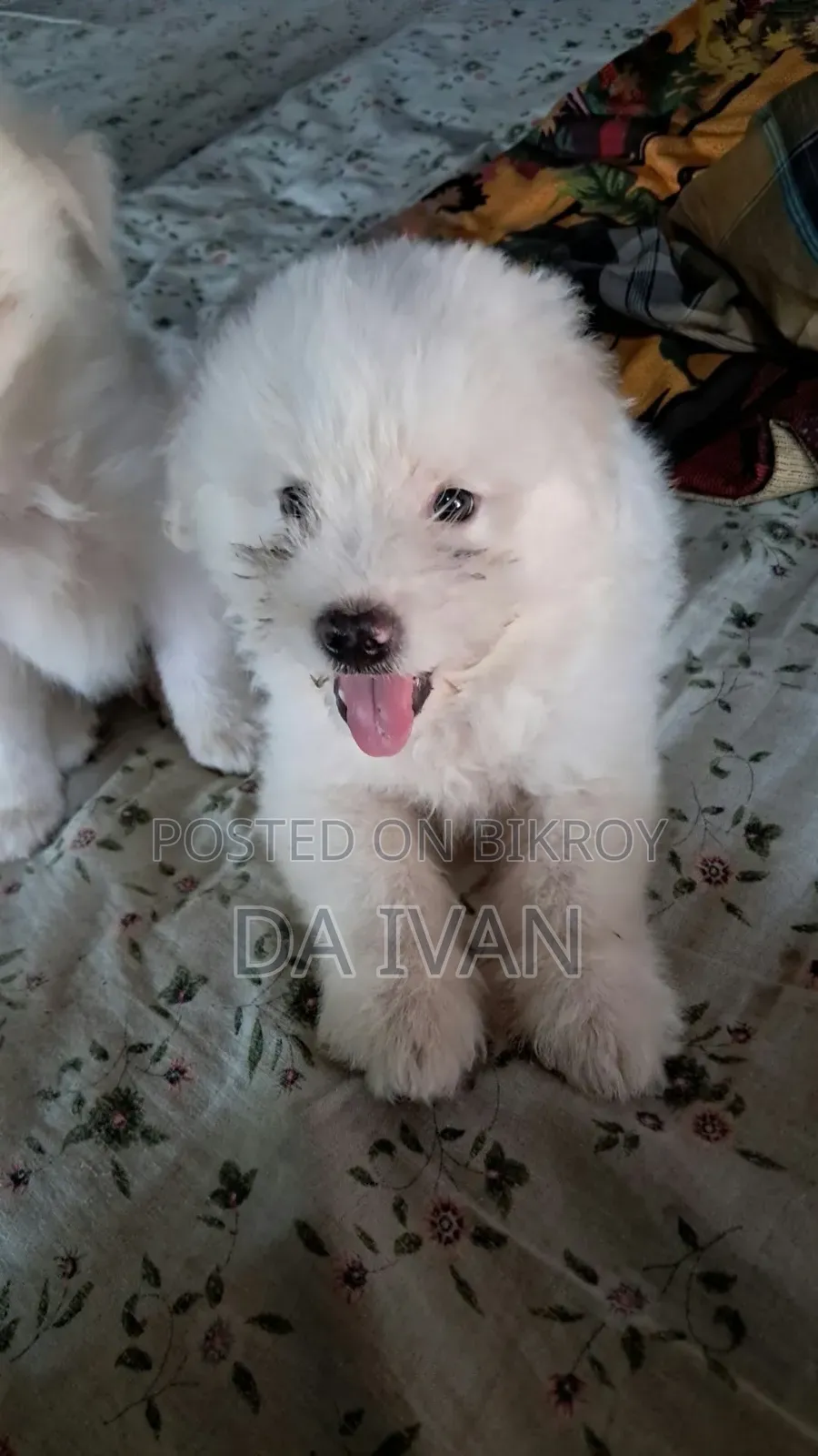 1-3 months Male Purebred Lhasa Apso