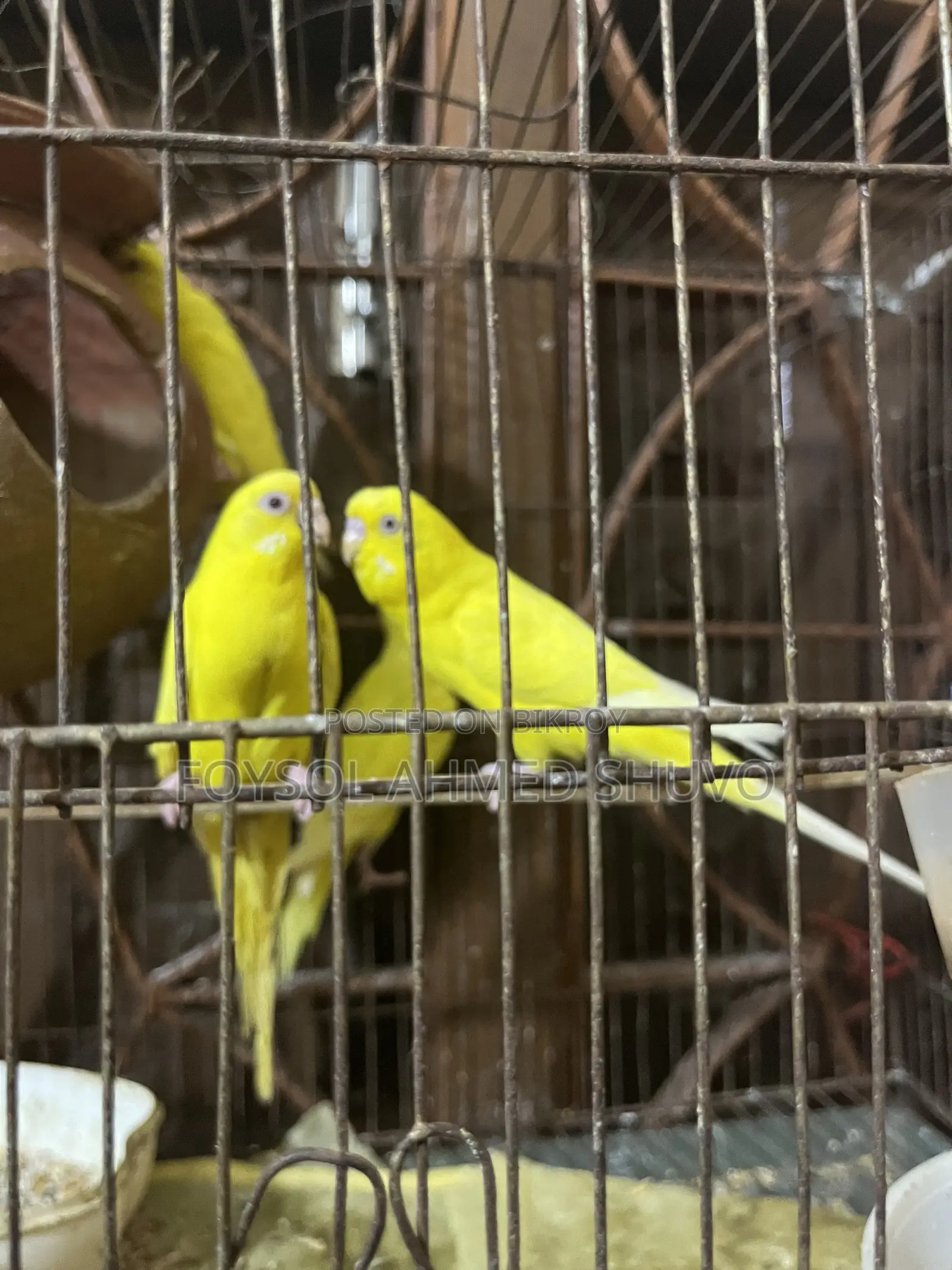 সুন্দর লুটিনো বাজরিকর (Budgerigar) পাখি এক জোড়া বিক্রি হবে!