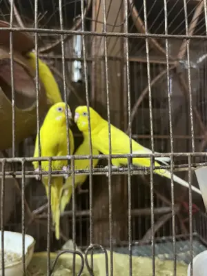 সুন্দর লুটিনো বাজরিকর (Budgerigar) পাখি এক জোড়া বিক্রি হবে!