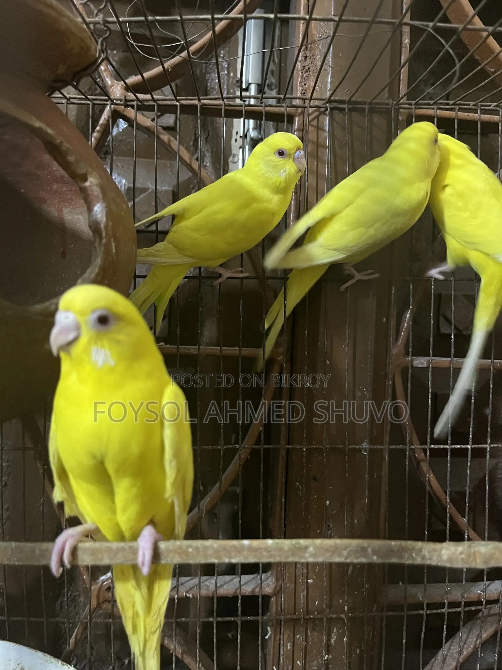 সুন্দর লুটিনো বাজরিকর (Budgerigar) পাখি এক জোড়া বিক্রি হবে!