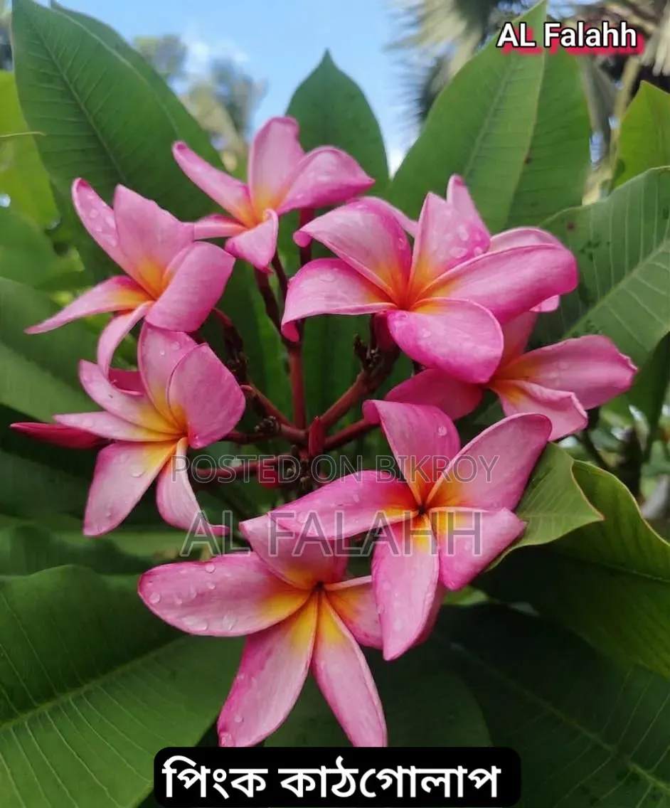 Pink Plumeria