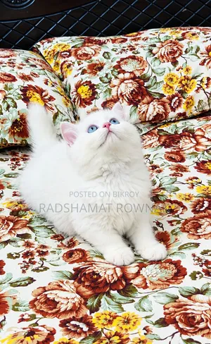 1-3 months Male Purebred Persian