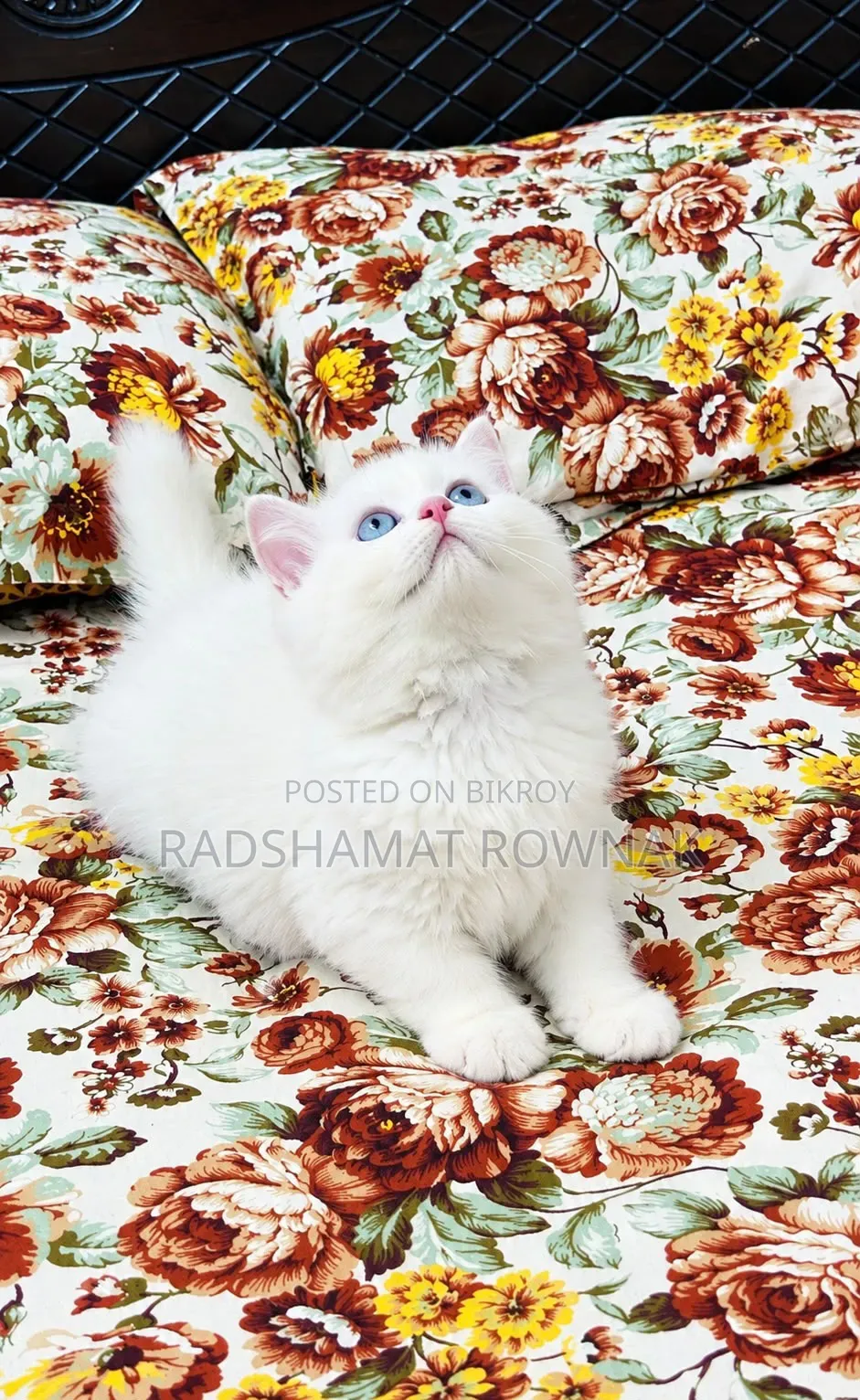 1-3 months Male Purebred Persian