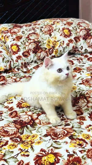 1-3 months Female Purebred Persian
