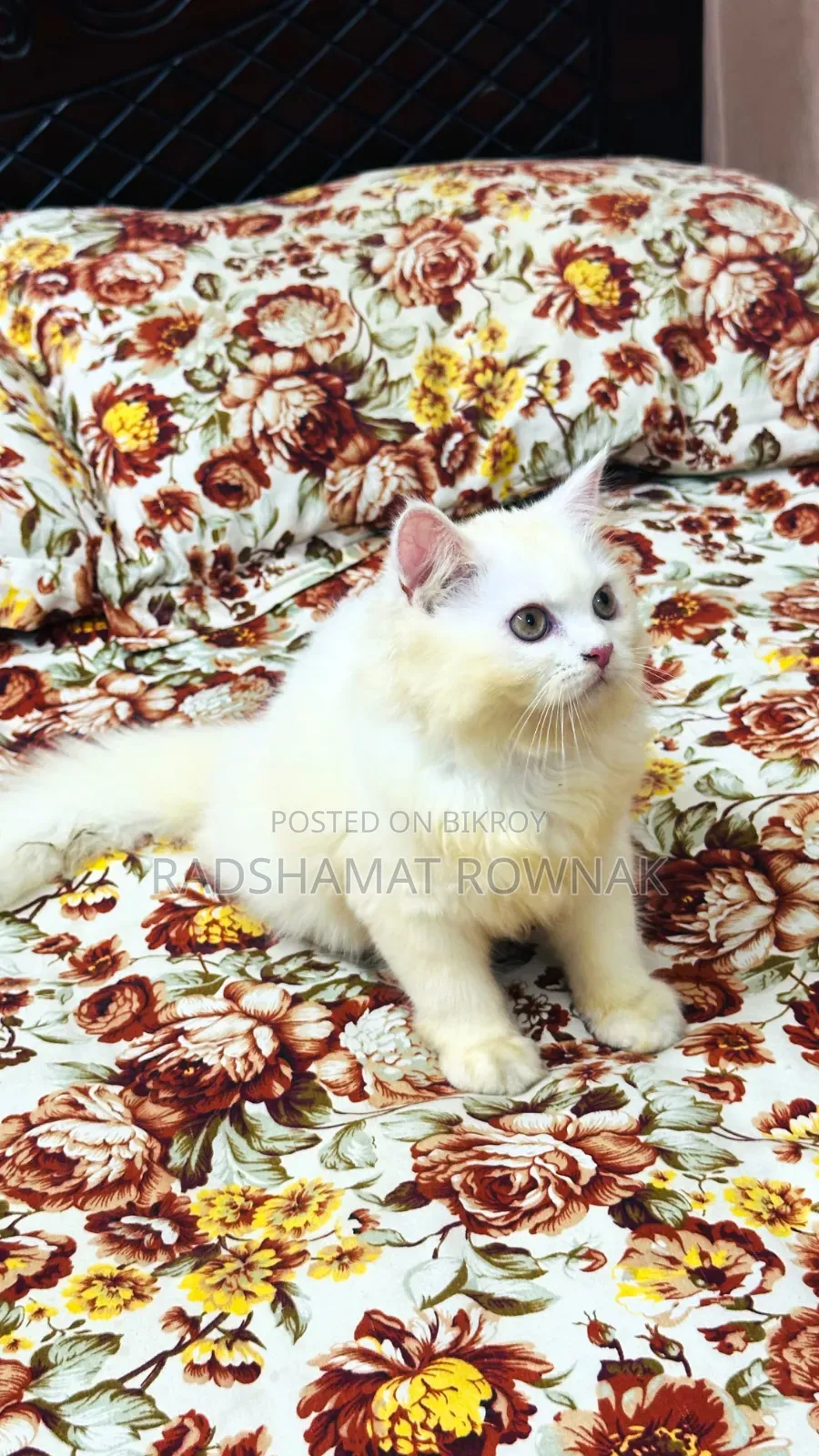 1-3 months Female Purebred Persian