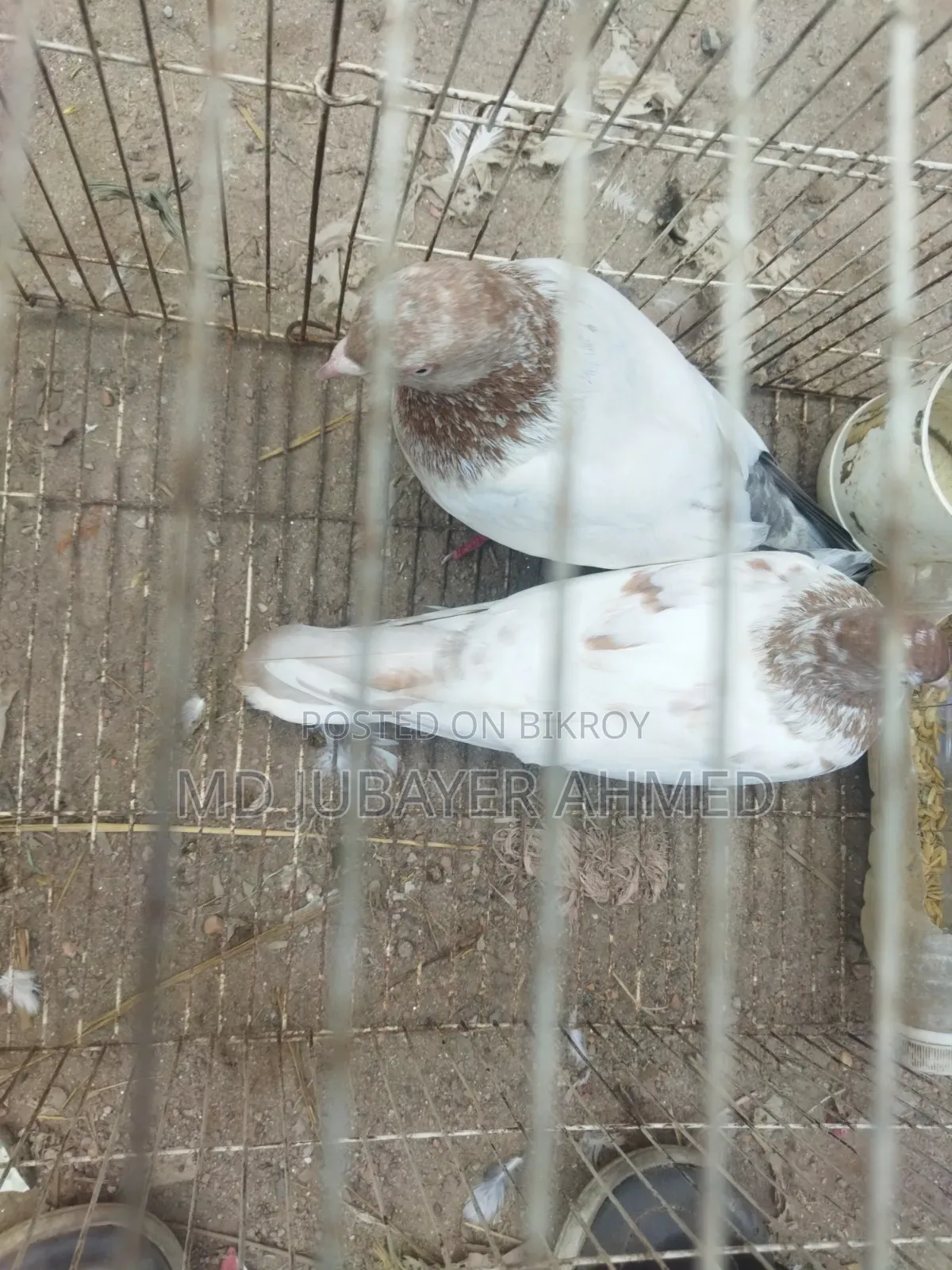 A pair of Giribaj pigeons will be sold