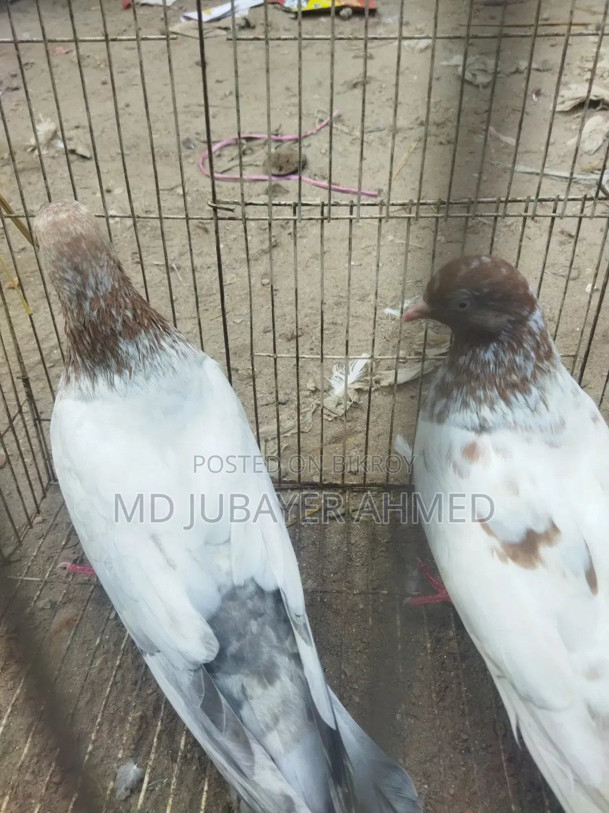 A pair of Giribaj pigeons will be sold