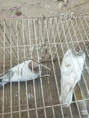 A pair of Giribaj pigeons will be sold