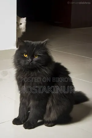 6-12 months Female Purebred Persian