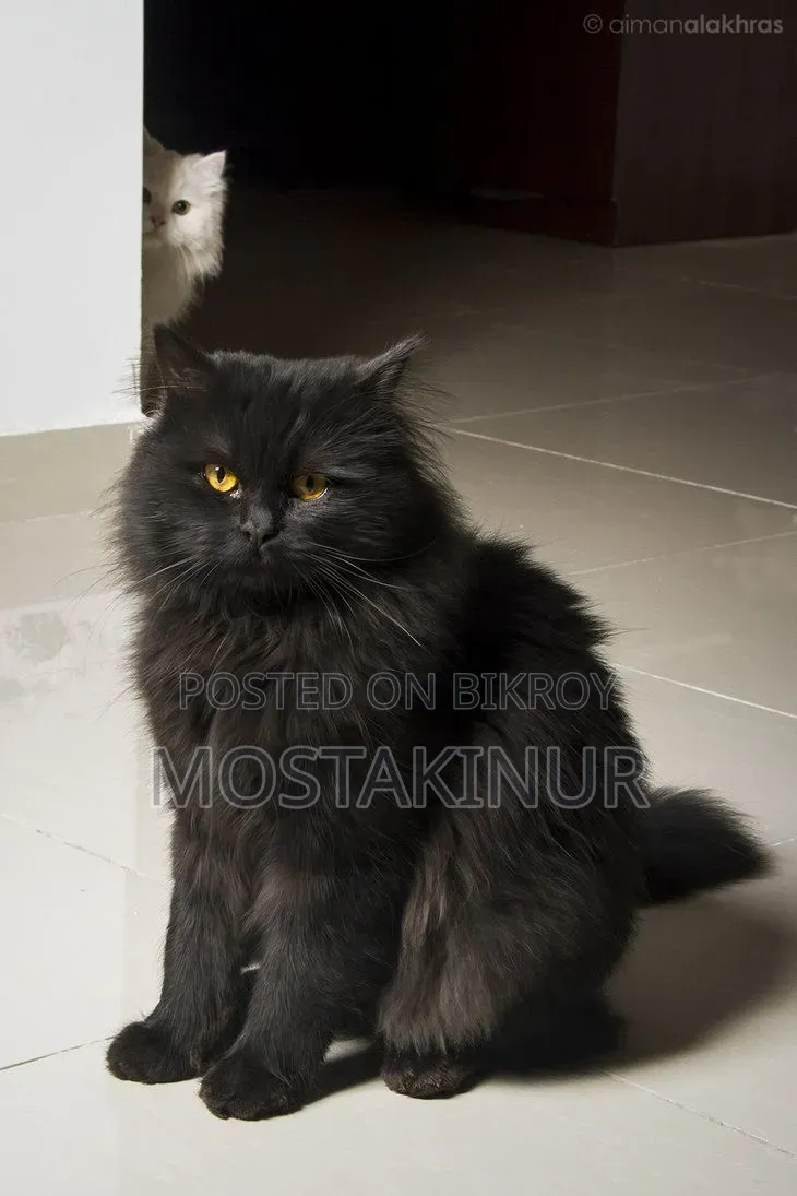 6-12 months Female Purebred Persian
