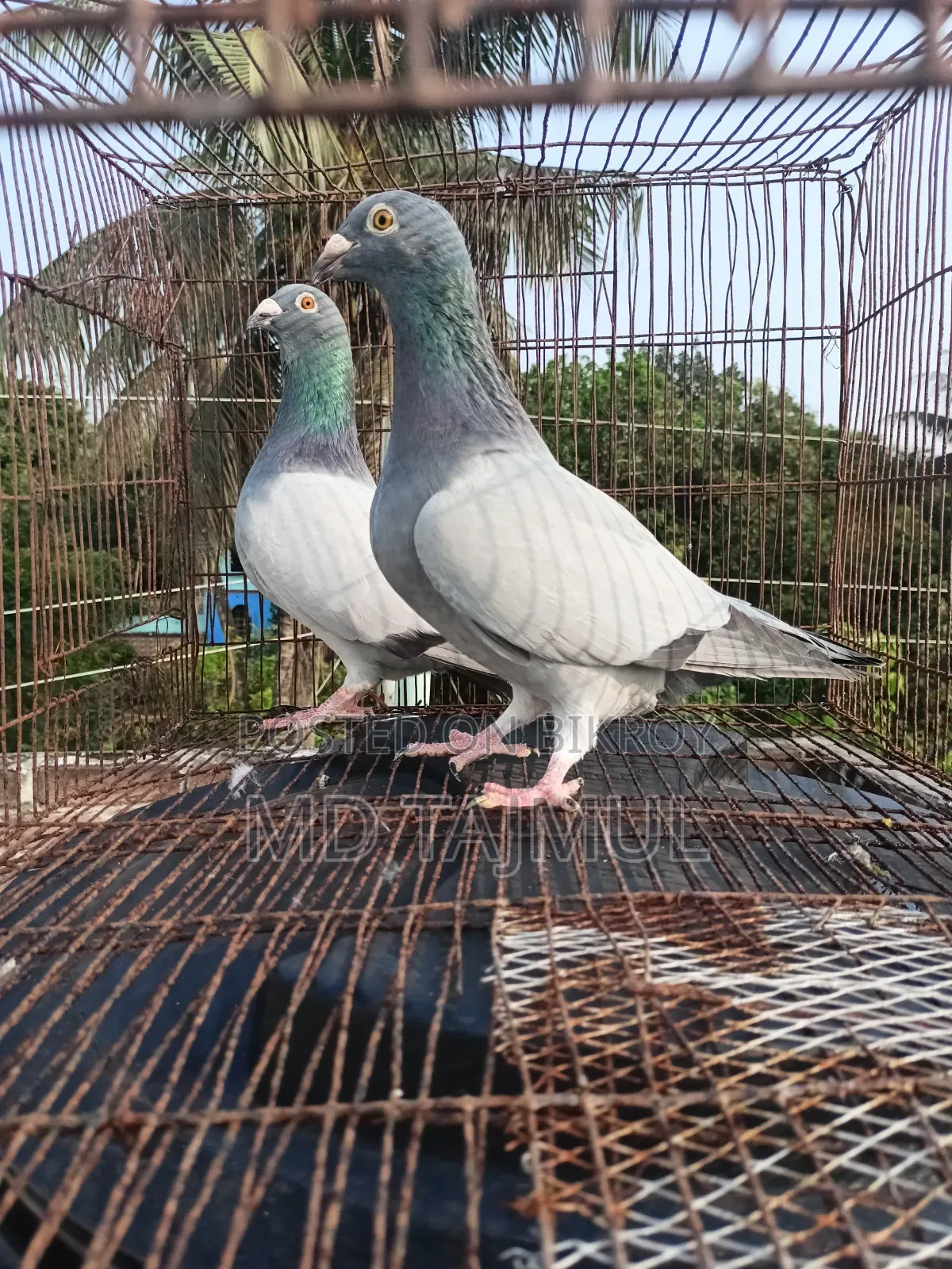 Blue Barless Racer Pigeon... Running Pair... Large Size