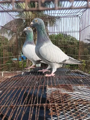 Blue Barless Racer Pigeon... Running Pair... Large Size
