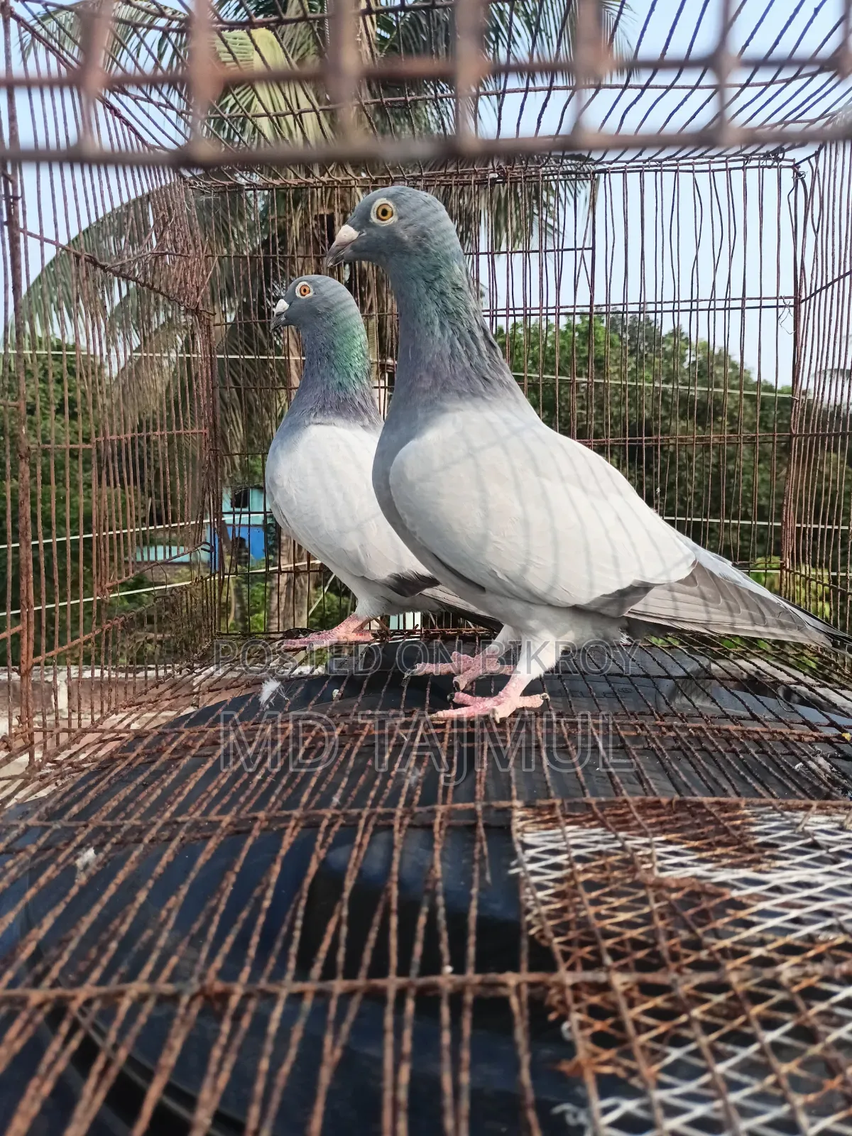 Blue Barless Racer Pigeon... Running Pair... Large Size