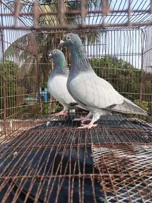 Blue Barless Racer Pigeon... Running Pair... Large Size