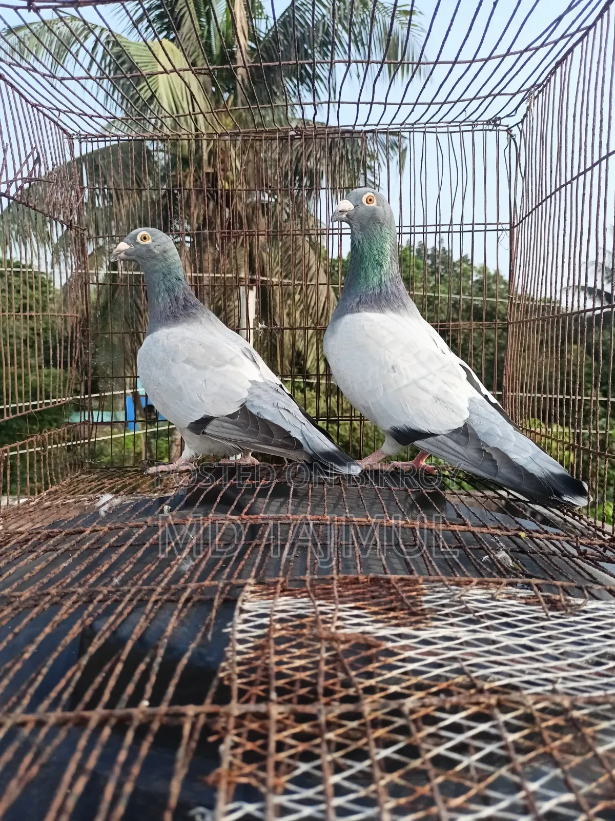 Blue Barless Racer Pigeon... Running Pair... Large Size