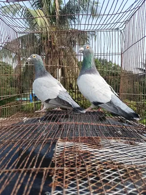 Blue Barless Racer Pigeon... Running Pair... Large Size