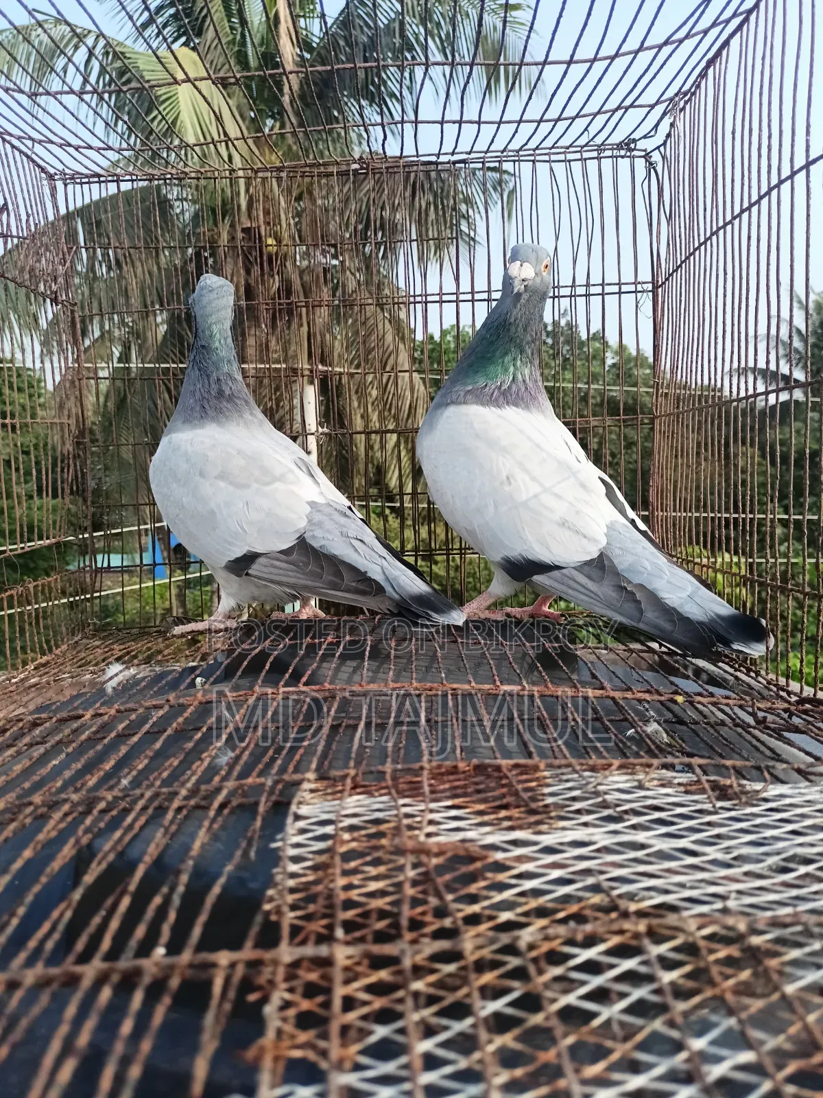 Blue Barless Racer Pigeon... Running Pair... Large Size