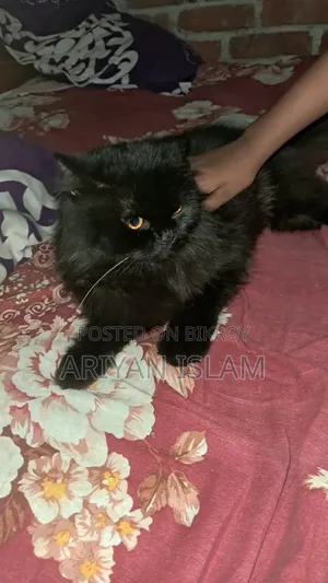 3-6 months Male Purebred Persian