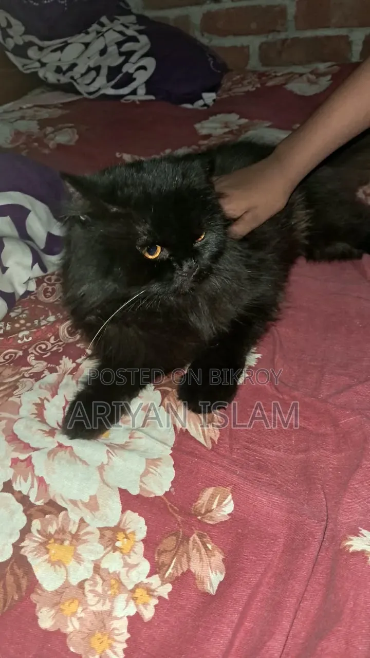 3-6 months Male Purebred Persian