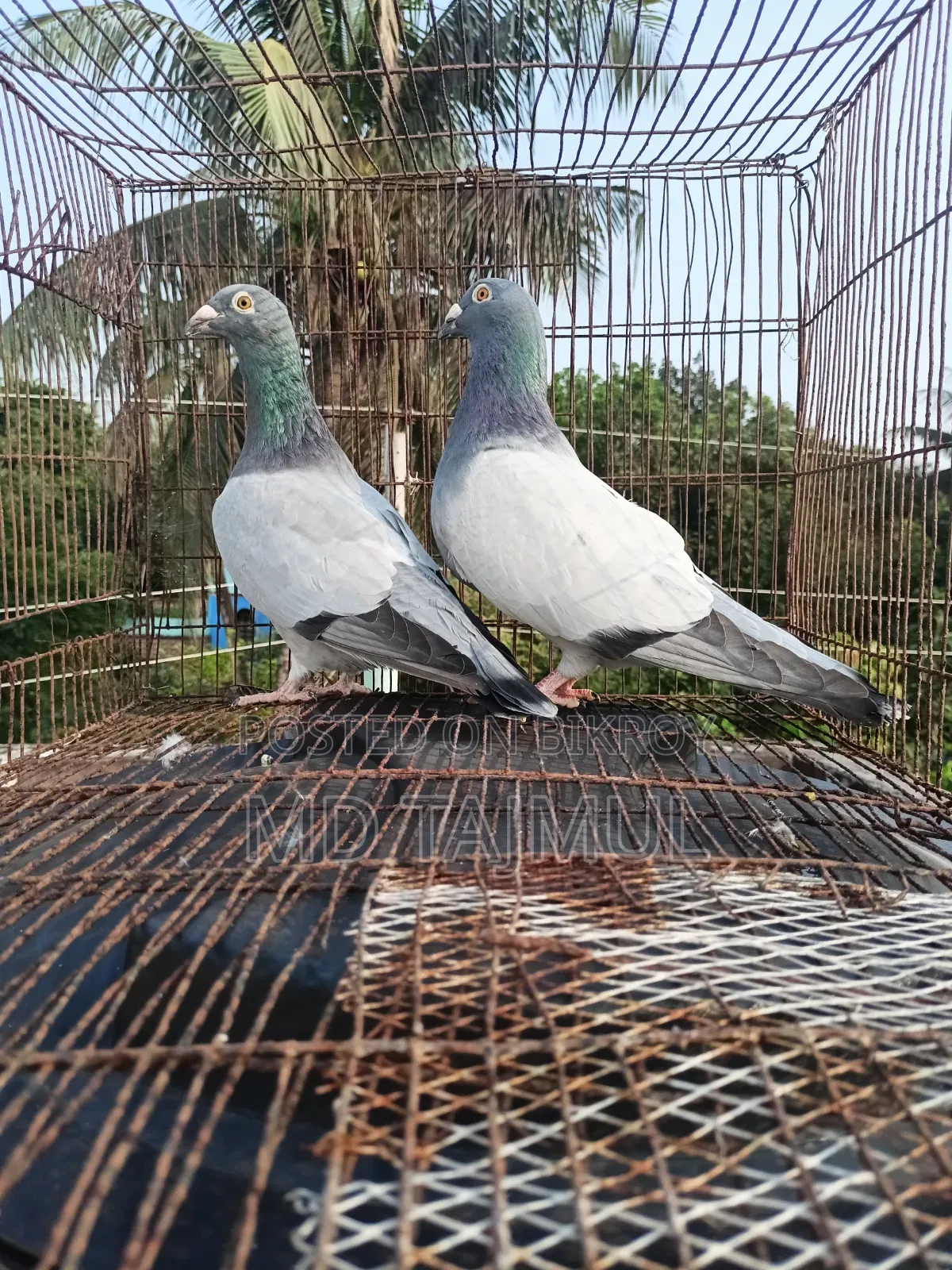 Blue Barless Racer Pigeon... Running Pair... Large Size