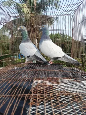 Blue Barless Racer Pigeon... Running Pair... Large Size