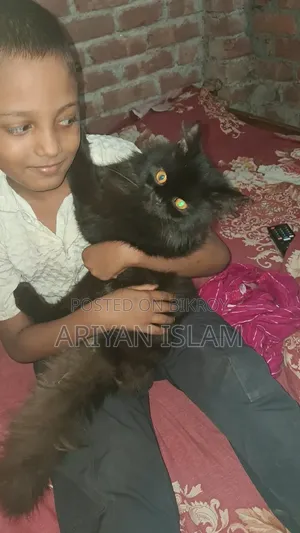 3-6 months Male Purebred Persian