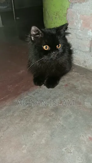 3-6 months Male Purebred Persian