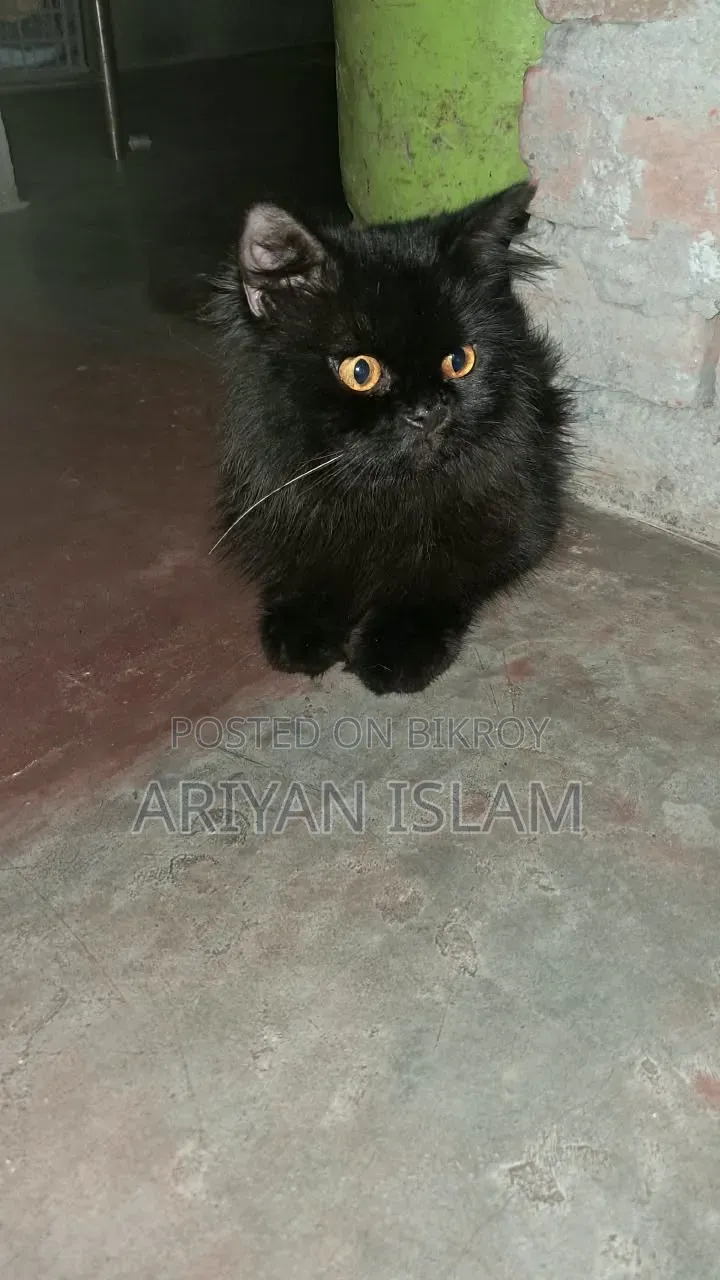 3-6 months Male Purebred Persian