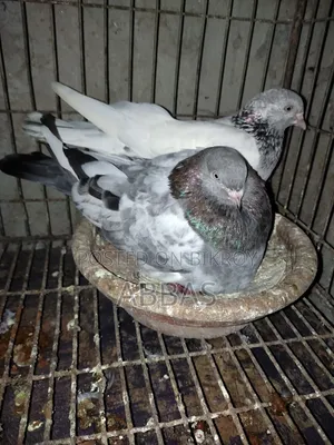Gola Kosa Running Pair with One Baby