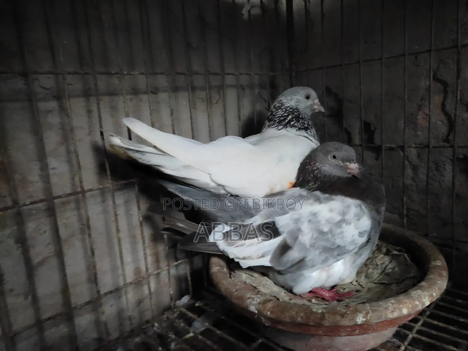 Gola Kosa Running Pair with One Baby