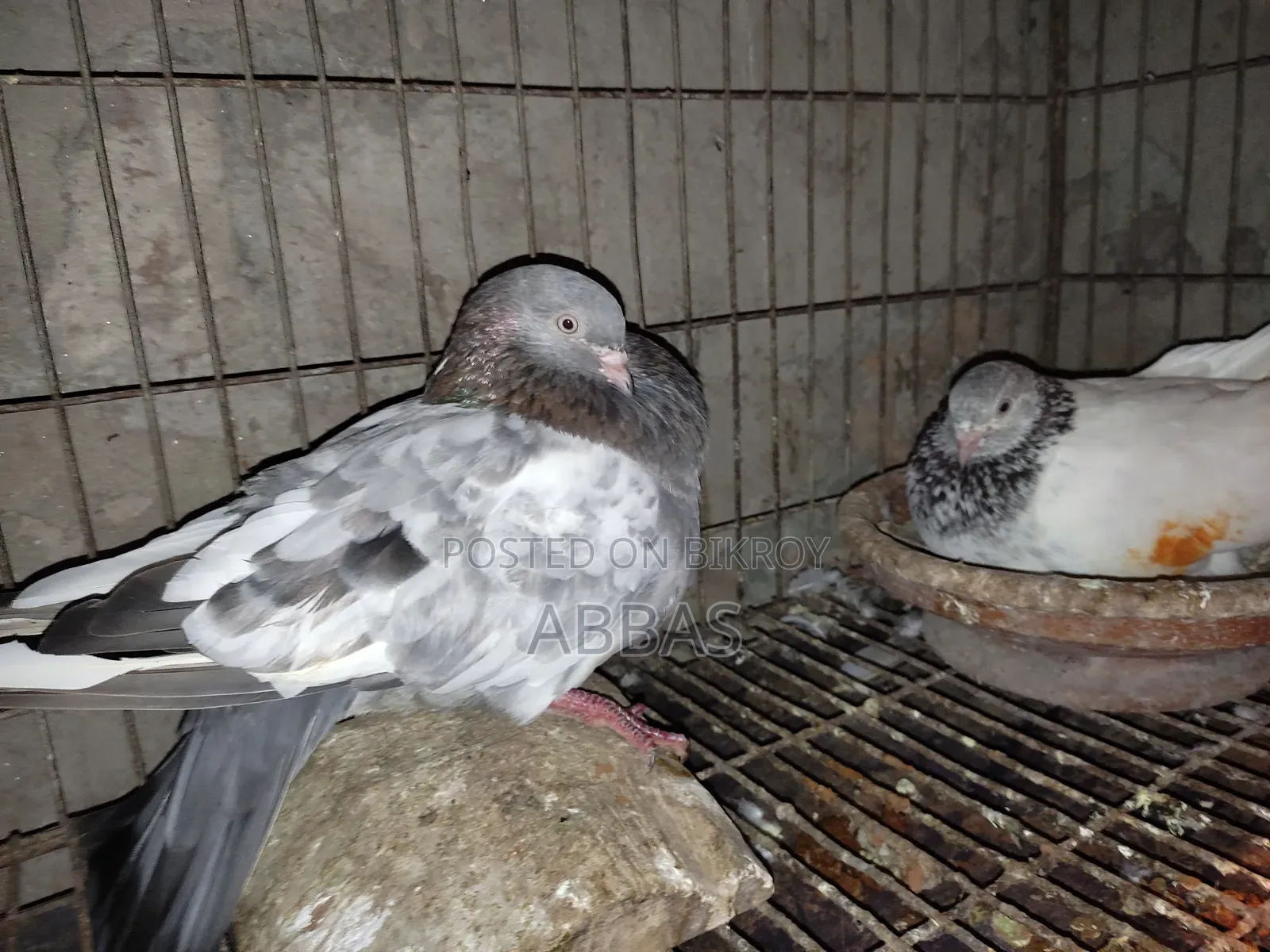Gola Kosa Running Pair with One Baby