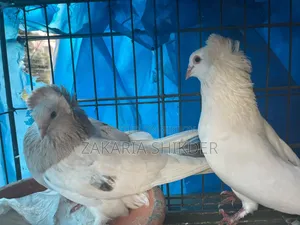 Bombai Pair