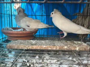 Bombai Pair