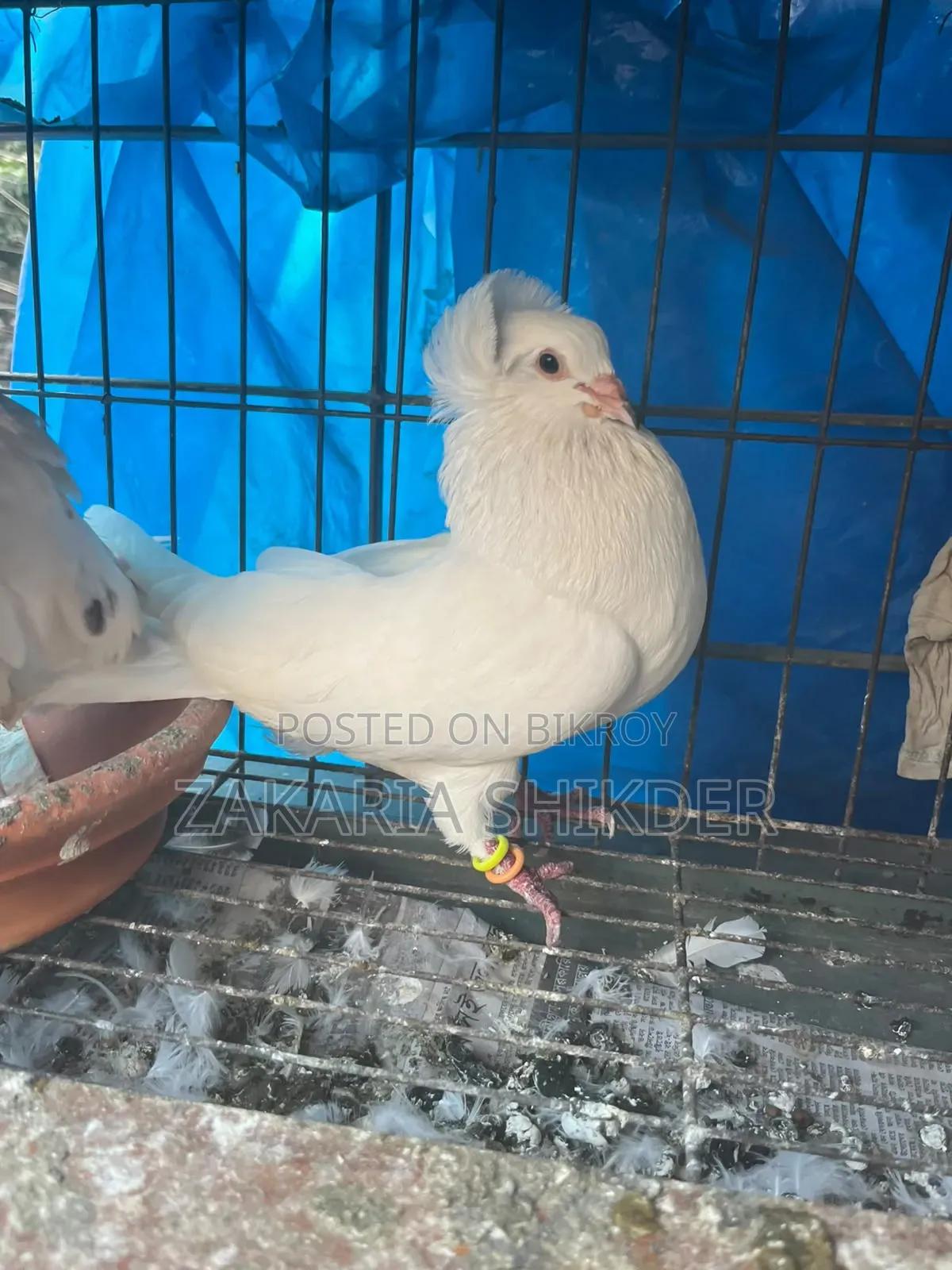 Bombai Pair