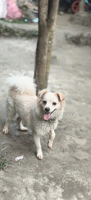 6-12 months Male Purebred Japanese Spitz